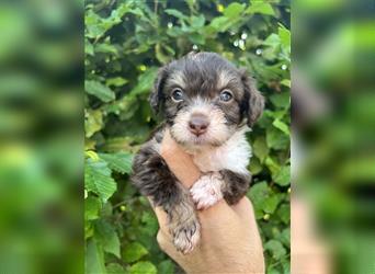 Mini/Toy Aussiedoodle Welpen / Zwergpudel / Australian Shepherd