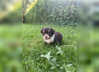 Mini/Toy Aussiedoodle Welpen / Zwergpudel / Australian Shepherd