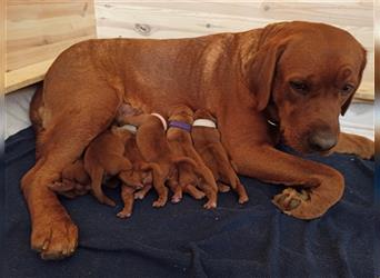 Labrador Retriever Welpen Foxred und Dark Foxred