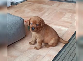 Labrador Retriever Welpen Foxred und Dark Foxred