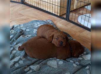 Labrador Retriever Welpen Foxred und Dark Foxred