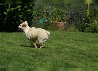 Französische Bulldogge Rüde (Fluffy / Langhaarig)