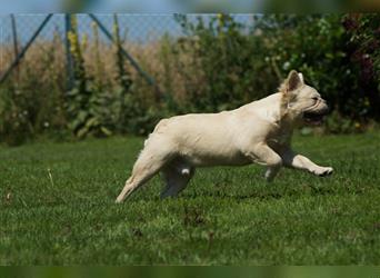 Französische Bulldogge Rüde (Fluffy / Langhaarig)