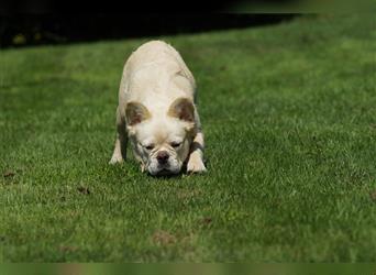 Französische Bulldogge Rüde (Fluffy / Langhaarig)