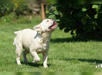 Französische Bulldogge Rüde (Fluffy / Langhaarig)