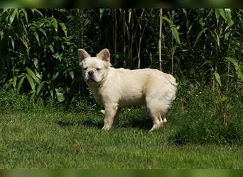 Französische Bulldogge Rüde (Fluffy / Langhaarig)