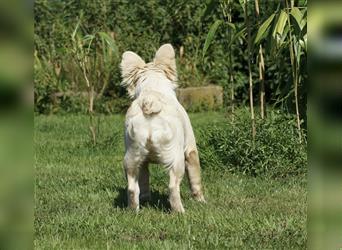 Französische Bulldogge Rüde (Fluffy / Langhaarig)