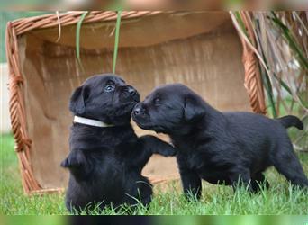 Reinrassige Labradorwelpen (Arbeitslinie)drei schwarze Mädels suchen ein schöne Zuhause