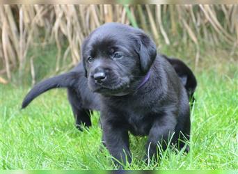 Reinrassige Labradorwelpen (Arbeitslinie)drei schwarze Mädels suchen ein schöne Zuhause