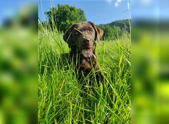 Reinrassige Labradorwelpen (Arbeitslinie)drei schwarze Mädels suchen ein schöne Zuhause