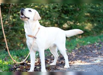 Reinrassige Labradorwelpen (Arbeitslinie)drei schwarze Mädels suchen ein schöne Zuhause