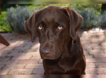 Reinrassige Labradorwelpen (Arbeitslinie)drei schwarze Mädels suchen ein schöne Zuhause