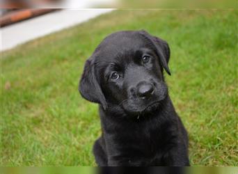 Reinrassige Labradorwelpen (Arbeitslinie)drei schwarze Mädels suchen ein schöne Zuhause