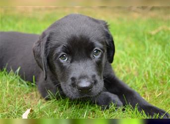 Reinrassige Labradorwelpen (Arbeitslinie)drei schwarze Mädels suchen ein schöne Zuhause