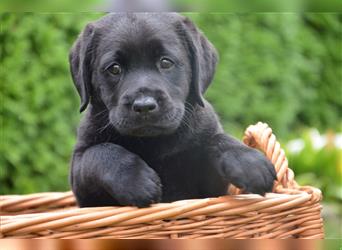 Reinrassige Labradorwelpen (Arbeitslinie)drei schwarze Mädels suchen ein schöne Zuhause