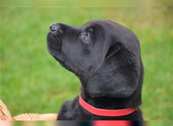 Reinrassige Labradorwelpen (Arbeitslinie)drei schwarze Mädels suchen ein schöne Zuhause