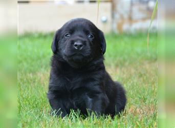 Reinrassige Labradorwelpen (Arbeitslinie)drei schwarze Mädels suchen ein schöne Zuhause