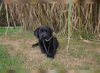 Reinrassige Labradorwelpen (Arbeitslinie)drei schwarze Mädels suchen ein schöne Zuhause