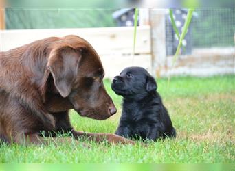 Reinrassige Labradorwelpen (Arbeitslinie)drei schwarze Mädels suchen ein schöne Zuhause