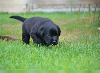 Reinrassige Labradorwelpen (Arbeitslinie)drei schwarze Mädels suchen ein schöne Zuhause