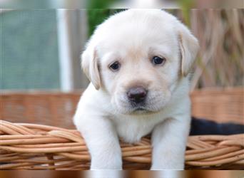 Reinrassige Labradorwelpen (Arbeitslinie)drei schwarze Mädels suchen ein schöne Zuhause