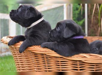 Reinrassige Labradorwelpen (Arbeitslinie)drei schwarze Mädels suchen ein schöne Zuhause