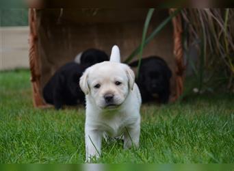 Reinrassige Labradorwelpen (Arbeitslinie)drei schwarze Mädels suchen ein schöne Zuhause