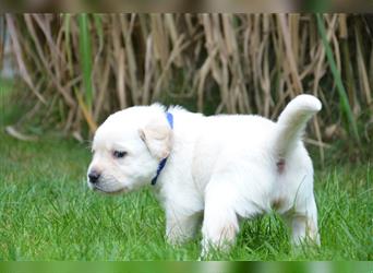 Reinrassige Labradorwelpen (Arbeitslinie)drei schwarze Mädels suchen ein schöne Zuhause