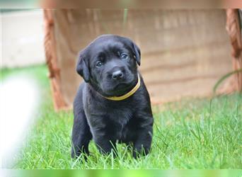 Reinrassige Labradorwelpen (Arbeitslinie)drei schwarze Mädels suchen ein schöne Zuhause