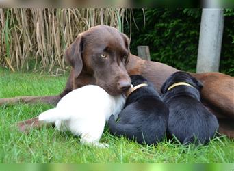 Reinrassige Labradorwelpen (Arbeitslinie)drei schwarze Mädels suchen ein schöne Zuhause