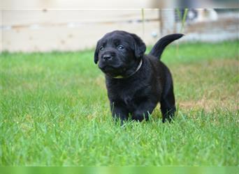 Reinrassige Labradorwelpen (Arbeitslinie)drei schwarze Mädels suchen ein schöne Zuhause