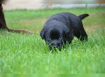 Reinrassige Labradorwelpen (Arbeitslinie)drei schwarze Mädels suchen ein schöne Zuhause