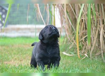 Reinrassige Labradorwelpen (Arbeitslinie)drei schwarze Mädels suchen ein schöne Zuhause