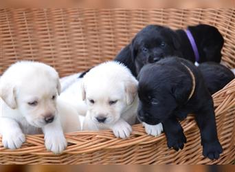 Reinrassige Labradorwelpen (Arbeitslinie)drei schwarze Mädels suchen ein schöne Zuhause