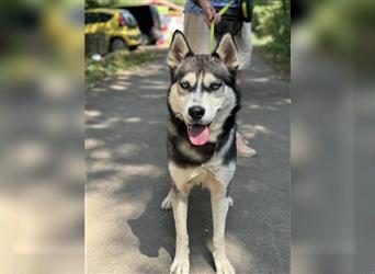 Demon, wunderschöner Husky sucht Liebhaber