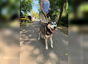 Demon, wunderschöner Husky sucht Liebhaber