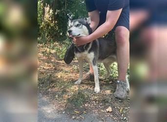 Demon, wunderschöner Husky sucht Liebhaber