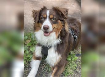 Liebevoller Miniature Australian Shepherd Rüde