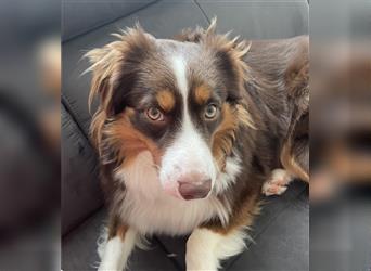 Liebevoller Miniature Australian Shepherd Rüde