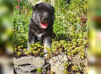 Eurasier - A. Malamute Nord-Hybrid Welpen suchen ein liebevolles Zuhause