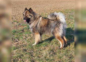 Eurasier A. Malamute Nord-Hybrid Welpen suchen ein liebevolles Zuhause