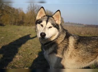 Eurasier A. Malamute Nord-Hybrid Welpen suchen ein liebevolles Zuhause