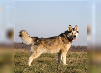 Eurasier A. Malamute Nord-Hybrid Welpen suchen ein liebevolles Zuhause