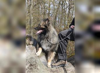 Eurasier A. Malamute Nord-Hybrid Welpen suchen ein liebevolles Zuhause