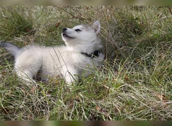 Eurasier - A. Malamute Nord-Hybrid Welpen suchen ein liebevolles Zuhause