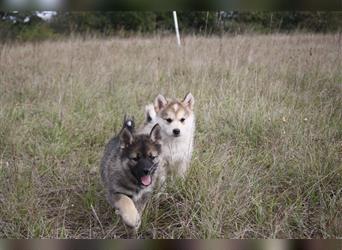 Eurasier A. Malamute Nord-Hybrid Welpen suchen ein liebevolles Zuhause