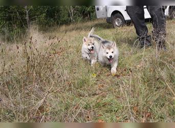 Eurasier A. Malamute Nord-Hybrid Welpen suchen ein liebevolles Zuhause