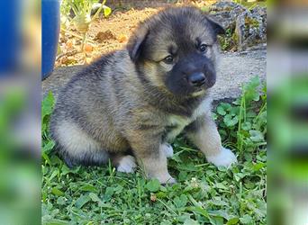 Eurasier A. Malamute Nord-Hybrid Welpen suchen ein liebevolles Zuhause