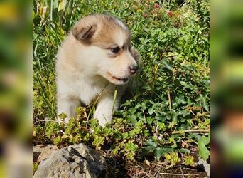 Eurasier A. Malamute Nord-Hybrid Welpen suchen ein liebevolles Zuhause