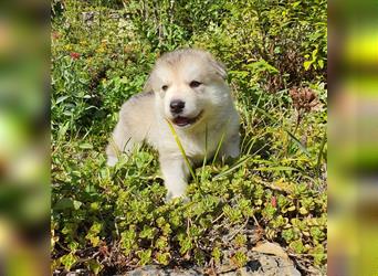 Eurasier - A. Malamute Nord-Hybrid Welpen suchen ein liebevolles Zuhause